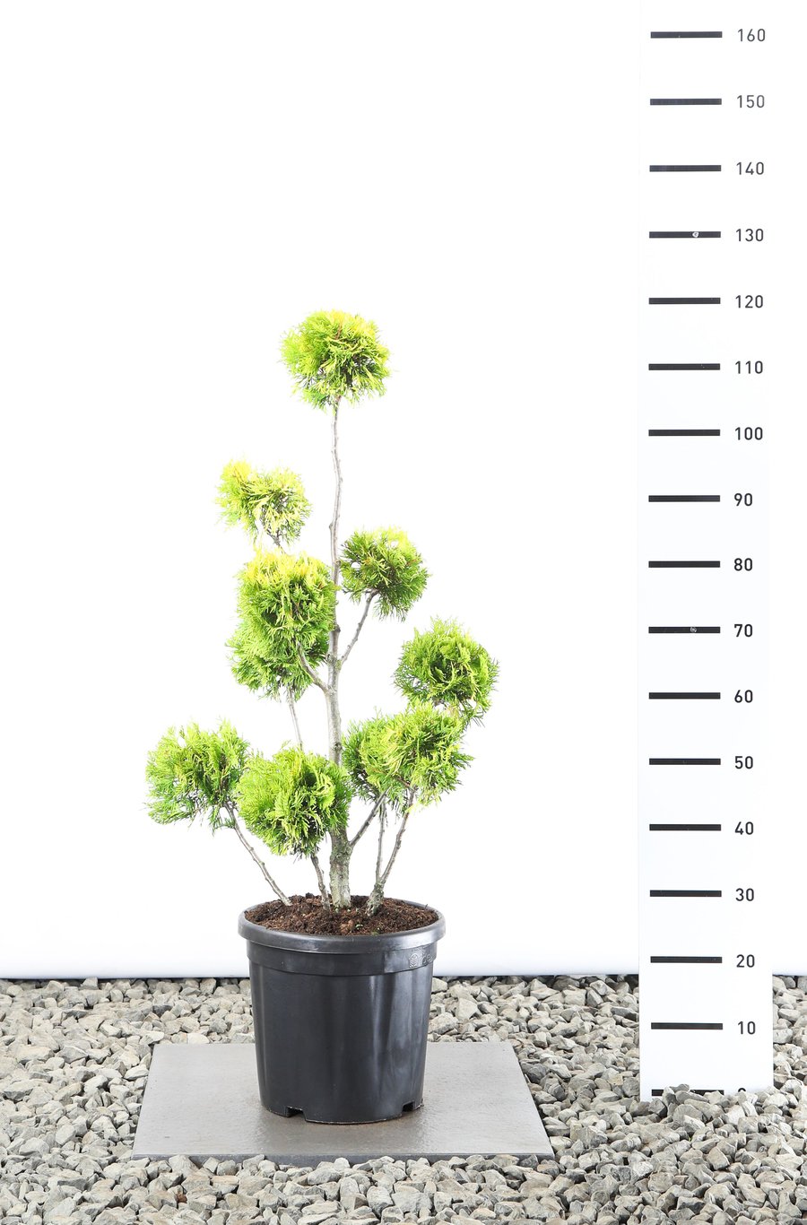 Thuja occ. 'Yellow Ribbon' - 80-100 CM PonPon Cont.